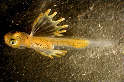20120521-Plankton kr_-_NOAA_Photo_Library.jpg